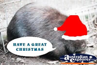 Wombat at Christmas . . . CLICK TO ENLARGE