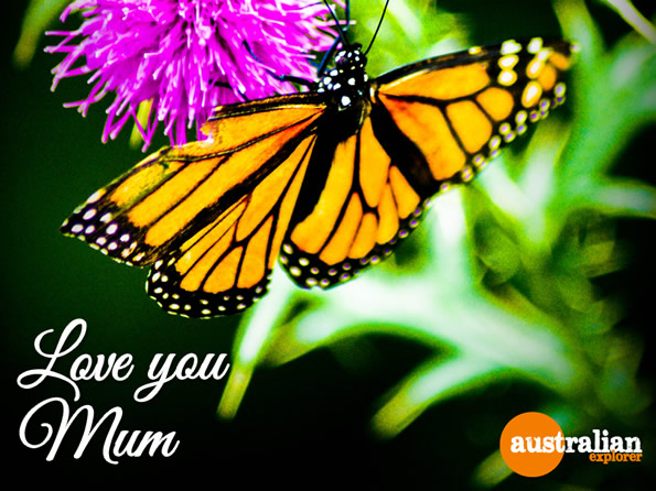 Mothers Day Butterfly . . . CLICK TO VIEW ALL MOTHERS DAY POSTCARDS