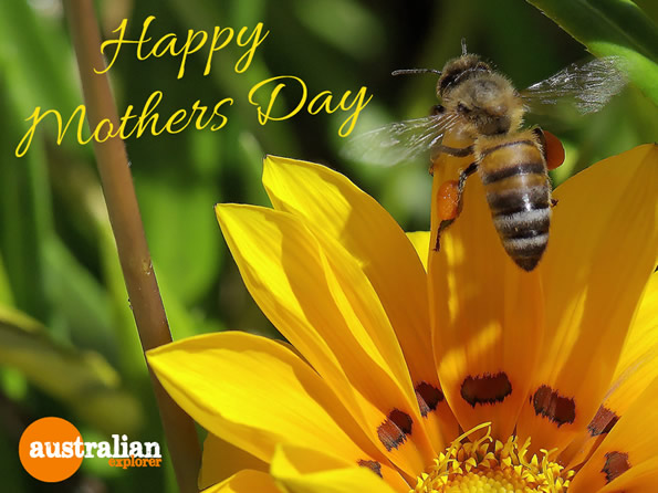 Mothers Day Flowers and Bee . . . CLICK TO VIEW ALL MOTHERS DAY POSTCARDS