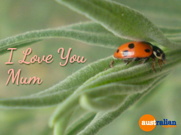 Mothers Day Ladybird . . . CLICK TO VIEW ALL MOTHERS DAY POSTCARDS