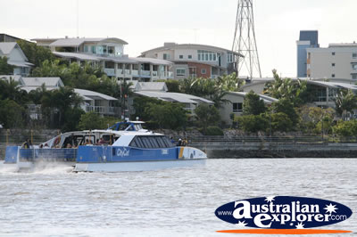 City Cat . . . VIEW ALL SEA PHOTOGRAPHS