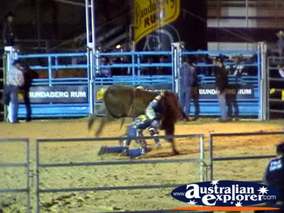 Bull Riding at Rodeo . . . CLICK TO VIEW ALL RODEO POSTCARDS