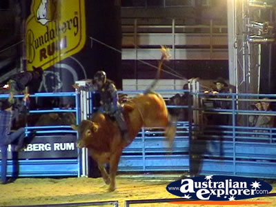 Bucking Bull at Rodeo . . . CLICK TO VIEW ALL RODEO POSTCARDS
