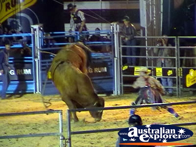 Bull Without Rider . . . CLICK TO VIEW ALL RODEO POSTCARDS
