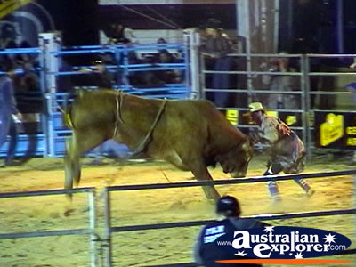 Rodeo Clown with Bull at Rodeo . . . CLICK TO VIEW ALL RODEO POSTCARDS