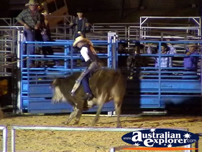 Bull Rider at Rodeo . . . CLICK TO VIEW ALL RODEO POSTCARDS