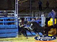 Rider Being Thrown From Bull . . . CLICK TO ENLARGE