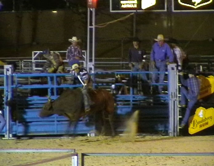 Bull Riding . . . CLICK TO VIEW ALL RODEO POSTCARDS