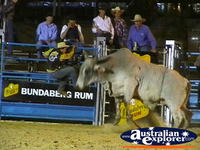 Angry Bull at Rodeo . . . CLICK TO VIEW ALL RODEO POSTCARDS