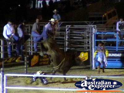 Rider Thrown off Bull at Rodeo . . . CLICK TO VIEW ALL RODEO POSTCARDS