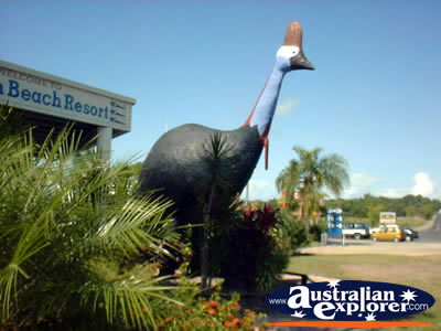 Big Cassowary in Mission Beach Close Up . . . CLICK TO VIEW ALL BIG ICONS POSTCARDS