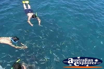 Snorkelling with Fish . . . VIEW ALL SNORKELLING PHOTOGRAPHS