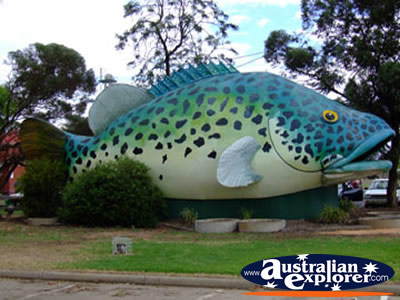 Big Cod in Swan Hill . . . CLICK TO VIEW ALL BIG ICONS POSTCARDS