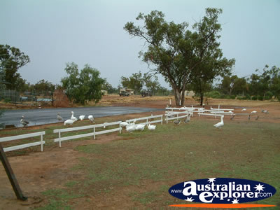 Charleville Geese & Ducks . . . VIEW ALL CHARLEVILLE PHOTOGRAPHS