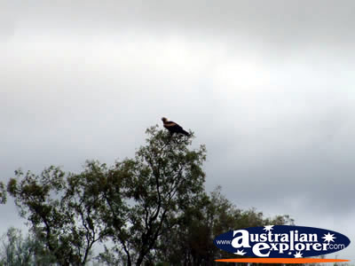 Eagle in Tree on the road to Augathella . . . CLICK TO VIEW ALL AUGATHELLA POSTCARDS