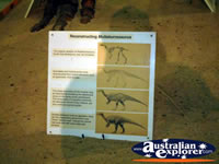 Hughenden Muttabburrasaurus Reconstruction . . . CLICK TO ENLARGE
