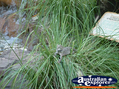 Australia Zoo Bearded Dragon . . . CLICK TO VIEW ALL AUSTRALIA ZOO POSTCARDS