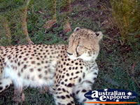 Australia Zoo Cheetah Staring at Camera . . . CLICK TO ENLARGE