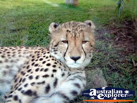 Cheetah at Australia Zoo . . . CLICK TO ENLARGE