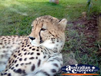 Distracted Australia Zoo Cheetah . . . CLICK TO ENLARGE
