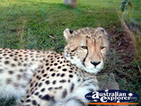 Australia Zoo Cheetah . . . CLICK TO ENLARGE
