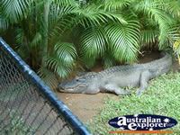 Australia Zoo Crocodile under Tree . . . CLICK TO ENLARGE