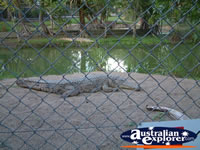 Australia Zoo Crocodile on the Bank . . . CLICK TO ENLARGE