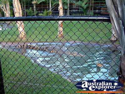Australia Zoo Crocodile Swimming . . . CLICK TO VIEW ALL AUSTRALIA ZOO POSTCARDS
