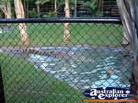 Australia Zoo Crocodile Swimming . . . CLICK TO ENLARGE