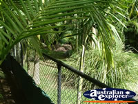 Australia Zoo Crocodile Enclosure . . . CLICK TO ENLARGE