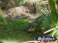 Australia Zoo Crocodile with Jaw Open . . . CLICK TO ENLARGE