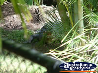 Australia Zoo Crocodile Hiding . . . CLICK TO ENLARGE