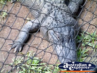 Australia Zoo Crocodile Close Up . . . CLICK TO ENLARGE
