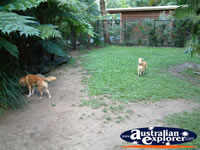 Australia Zoo Dingo . . . CLICK TO ENLARGE