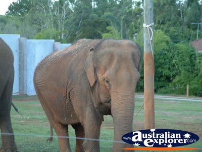 Australia Zoo Elephant Approaching Visitors . . . CLICK TO VIEW ALL AUSTRALIA ZOO POSTCARDS