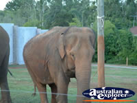 Australia Zoo Elephant Approaching Visitors . . . CLICK TO ENLARGE