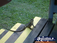 Australia Zoo Friendly Lizard . . . CLICK TO ENLARGE