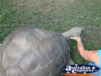 Australia Zoo Harriett . . . CLICK TO VIEW ALL AUSTRALIA ZOO POSTCARDS
