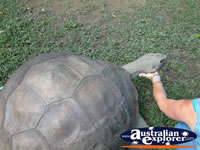 Australia Zoo Harriett . . . CLICK TO ENLARGE