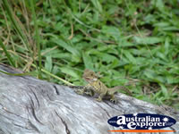 Australia Zoo Lizard . . . CLICK TO ENLARGE