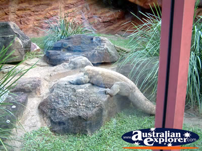 Australia Zoo Komodo Dragon in Enclosure . . . CLICK TO VIEW ALL AUSTRALIA ZOO POSTCARDS