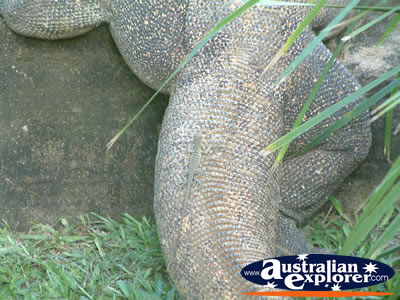 Australia Zoo Komodo Dragon & Friend . . . CLICK TO VIEW ALL AUSTRALIA ZOO POSTCARDS