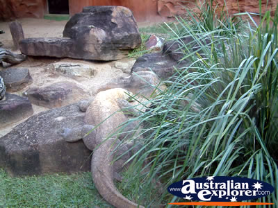 Australia Zoo Komodo Dragon . . . CLICK TO VIEW ALL AUSTRALIA ZOO POSTCARDS