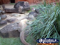 Australia Zoo Komodo Dragon . . . CLICK TO ENLARGE