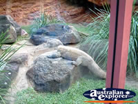Australia Zoo Komodo Dragon in Enclosure . . . CLICK TO ENLARGE
