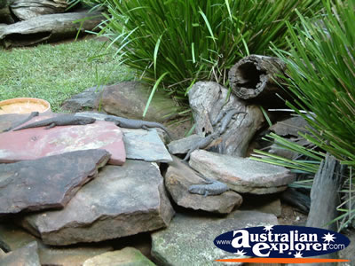 Australia Zoo Skinks . . . CLICK TO VIEW ALL AUSTRALIA ZOO POSTCARDS
