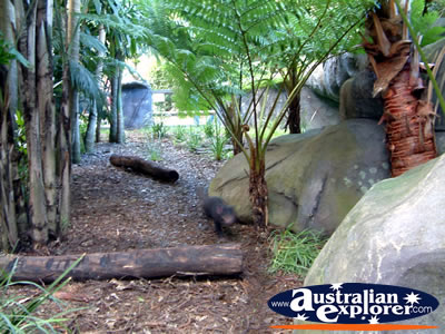 Australia Zoo Tasmanian Devil Enclosure . . . CLICK TO VIEW ALL AUSTRALIA ZOO POSTCARDS