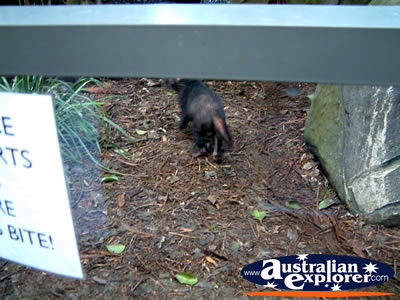 Tasmanian Devil at Australia Zoo . . . CLICK TO VIEW ALL AUSTRALIA ZOO POSTCARDS