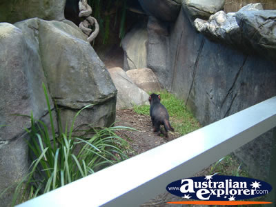Australia Zoo Tasmanian Devil . . . CLICK TO VIEW ALL AUSTRALIA ZOO POSTCARDS