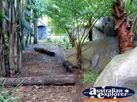 Australia Zoo Tasmanian Devil Enclosure . . . CLICK TO ENLARGE